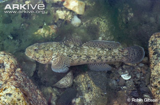 Giant goby Giant goby videos photos and facts Gobius cobitis ARKive