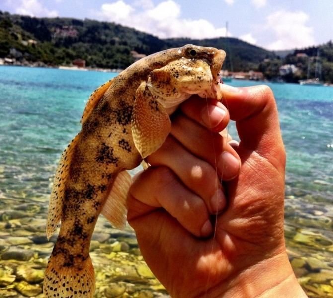 Giant goby Giant Goby in Greece Light Rock Fishing LRF