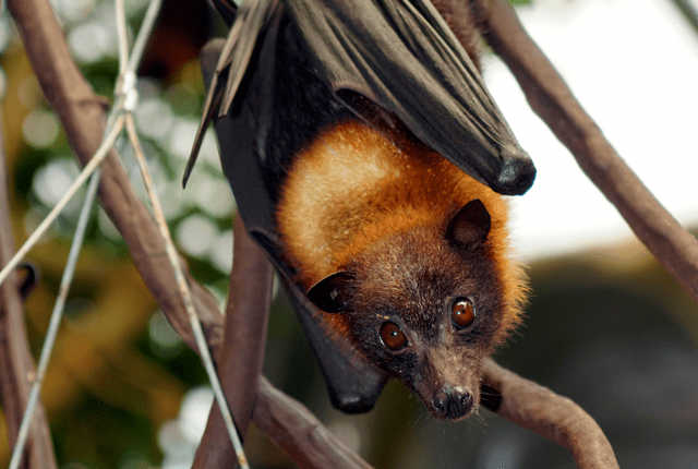 Giant golden-crowned flying fox 9 Fantastic Facts About Flying Foxes Mental Floss