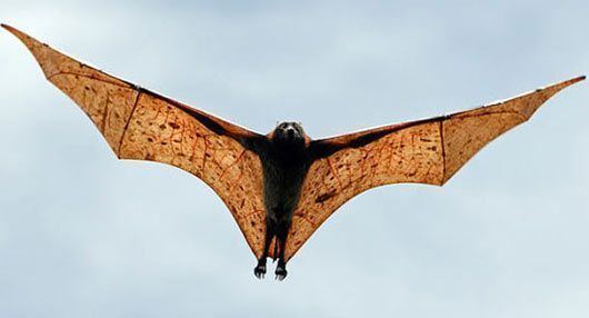Giant golden-crowned flying fox Giant GoldenCrowned Flying Fox Bat Facts Habitat Diet Life Cycle