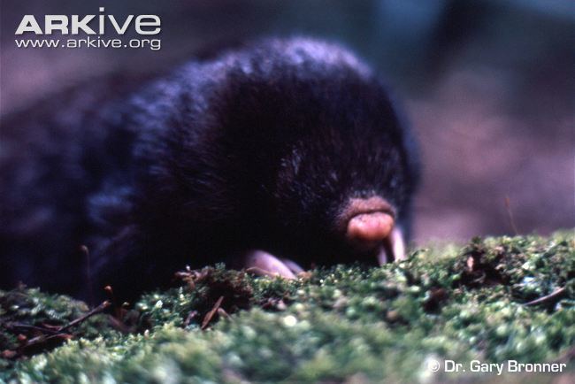 Giant golden mole cdn2arkiveorgmedia8F8FED6F768398418E91F96