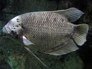 An adult Giant gourami in Liberty Building in Buffalo, New York