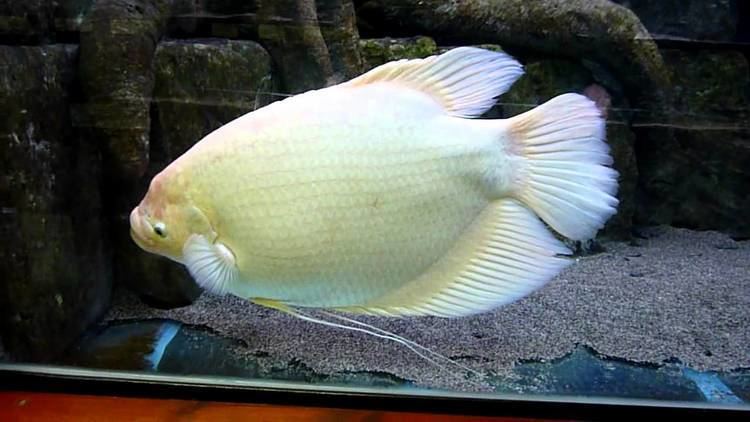 A pale yellow Giant gourami in the aquarium