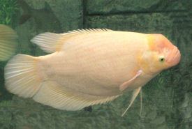 A pale golden yellow Giant gourami with a pinkish face