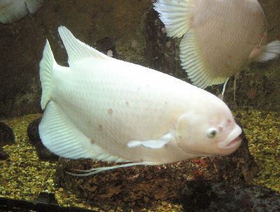 A white giant gourami in the aquarium