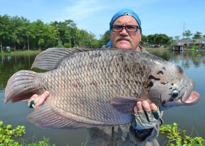 Andrew John Wakefield carrying a Giant gourami in Palm Tree Lagoon Lake in Thailand