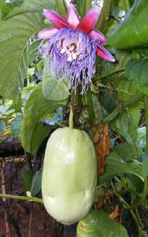 Giant granadilla Polynesian Produce Stand GIANT GRANADILLA Passiflora
