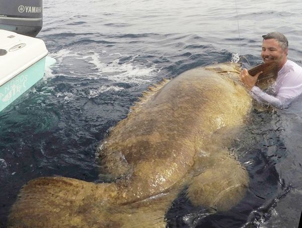 Giant grouper Grappling with Giant Grouper in the Gulf of Mexico Sport Fishing