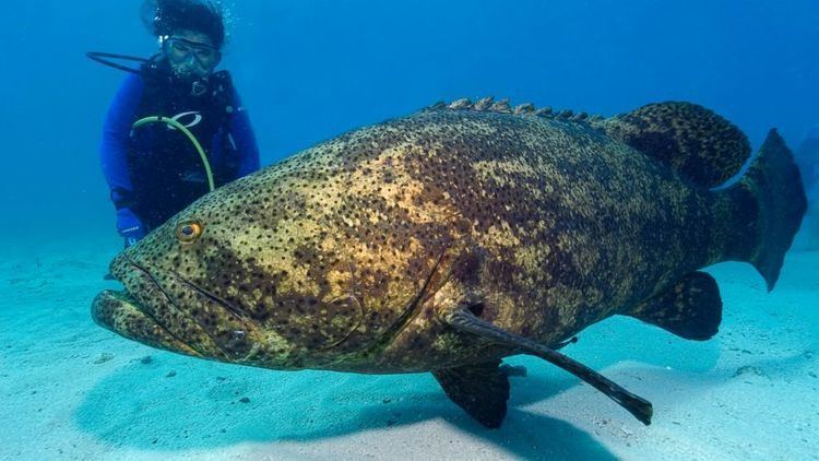 Giant grouper Massive Goliath Grouper Snatches Shark In Single Bite ABC News