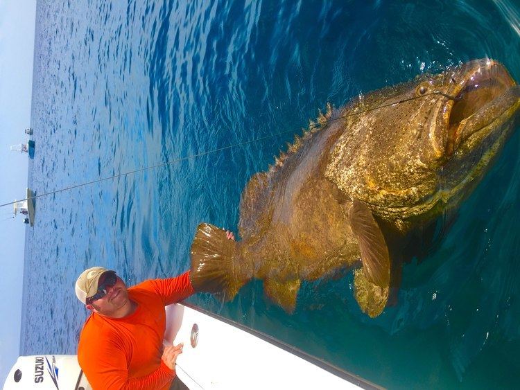 Giant grouper Hutchinson Island Goliath Grouper ft Chew On This YouTube