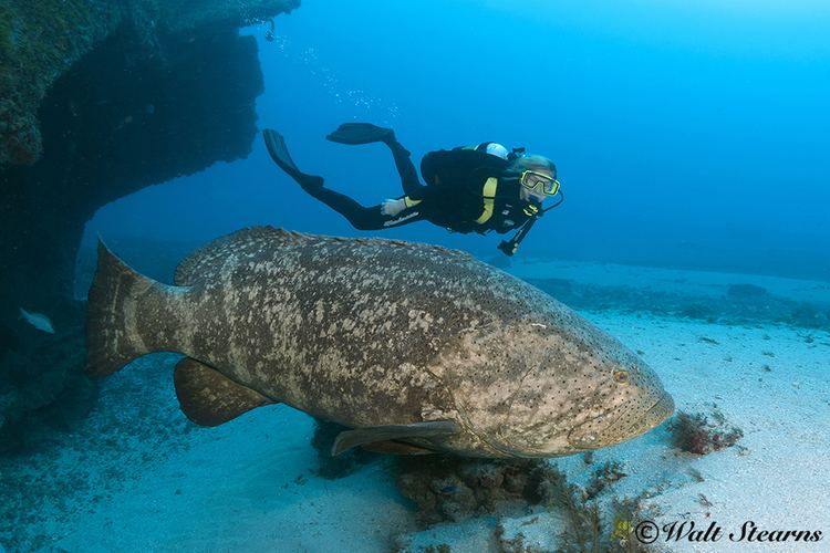 Giant grouper Two Species of Goliath XRay Mag