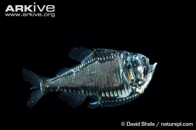 Giant hatchetfish Giant hatchetfish videos photos and facts Argyropelecus gigas