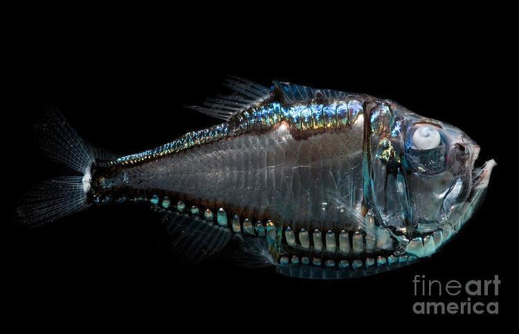 Giant hatchetfish Giant Hatchetfish Photograph by Dant Fenolio