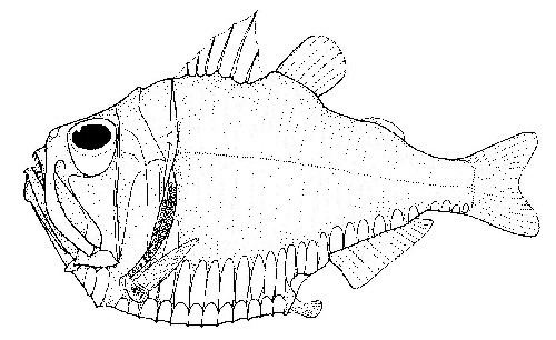 Giant hatchetfish Giant hatchetfish Wikipedia