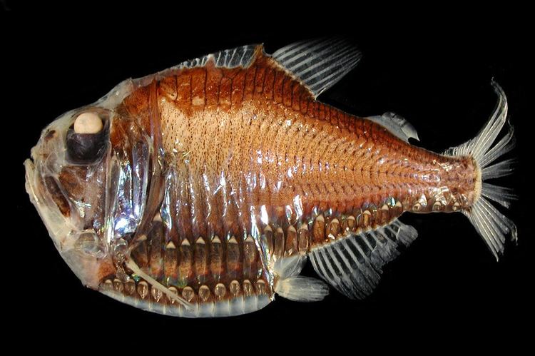 Giant hatchetfish Argyropelecus gigas