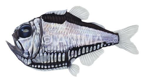 Giant hatchetfish Image Bank Anima Marine Life Image Bank