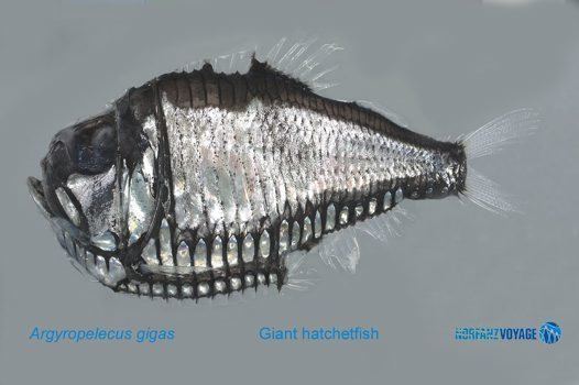 Giant hatchetfish httpsaustralianmuseumnetauUploadsImages131
