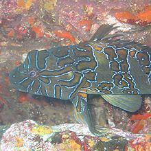 Giant hawkfish httpsuploadwikimediaorgwikipediacommonsthu