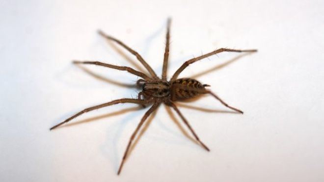 Giant house spider Giant house spiders moving indoors after wet UK summer BBC News