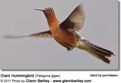 Giant hummingbird Giant Hummingbirds Patagona gigas