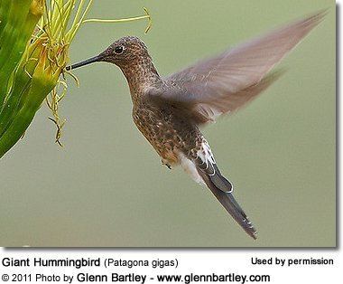 Giant hummingbird Giant Hummingbirds Patagona gigas