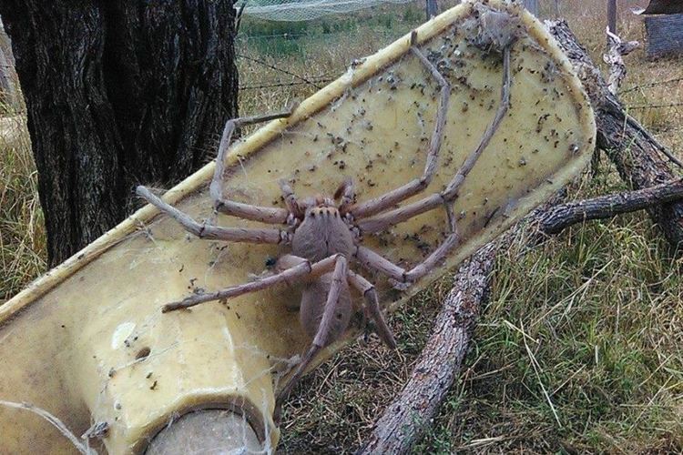 Giant huntsman spider Viral giant huntsman spider photograph an 39optical illusion39 expert