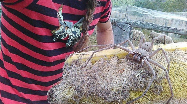 Giant huntsman spider Arachnophobes look away Giant huntsman spider nicknamed Charlotte