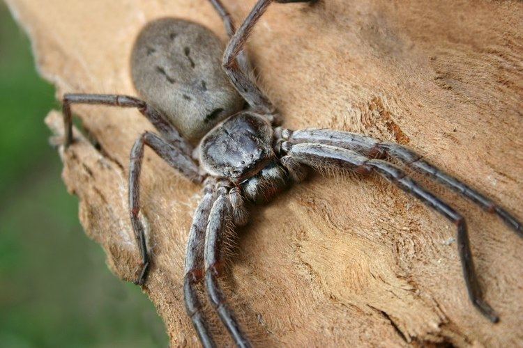 Giant huntsman spider Giant Huntsman Spider World39s Largest Spider By Leg Span