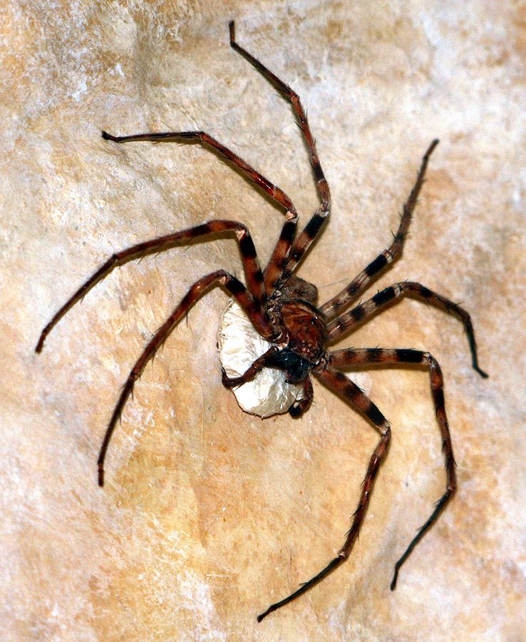 Giant huntsman spider Giant huntsman spider Wikipedia