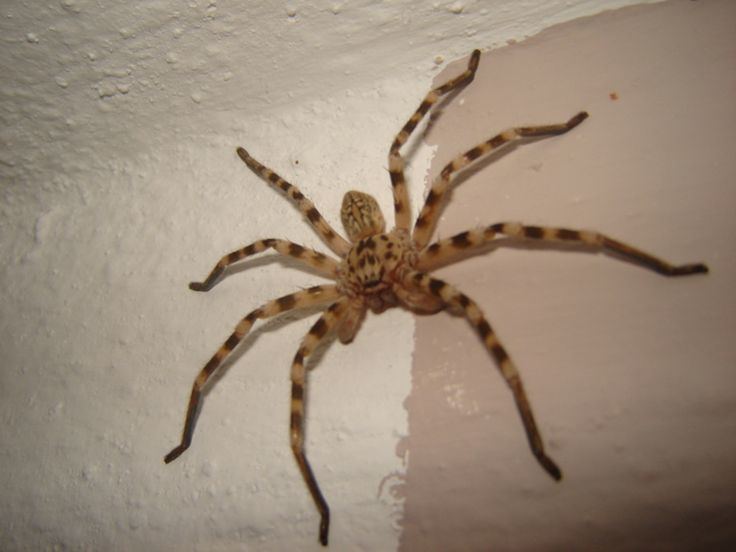Giant huntsman spider httpssmediacacheak0pinimgcom736x82de54