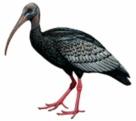 Giant ibis wwwplanetofbirdscomMasterCICONIIFORMESThreski