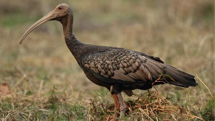 Giant ibis Wildlife Friendly Enterprise Network Blog Archive Giant Ibis