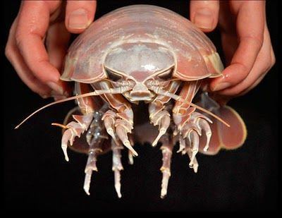 Giant isopod 1000 ideas about Giant Isopod on Pinterest Deep sea creatures