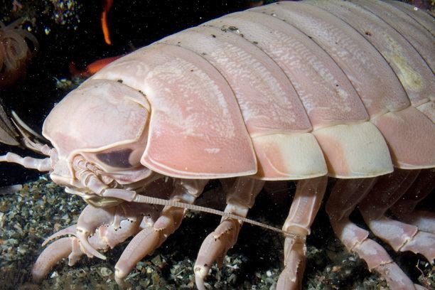 Giant isopod Aquarium of the Pacific Online Learning Center Giant Isopod