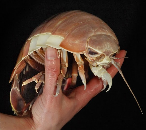 Giant isopod Giant Isopod Kills Shark TheDepthsBelow