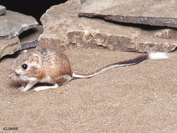 Giant kangaroo rat Giant Kangaroo RatEndangered animals listOur endangered animals