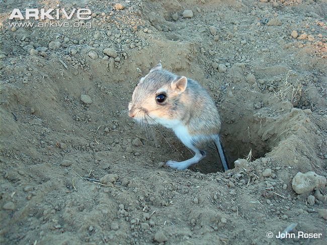 Giant kangaroo rat Giant kangaroo rat photo Dipodomys ingens G6828 ARKive