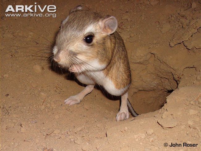 Giant kangaroo rat Giant kangaroo rat videos photos and facts Dipodomys ingens ARKive