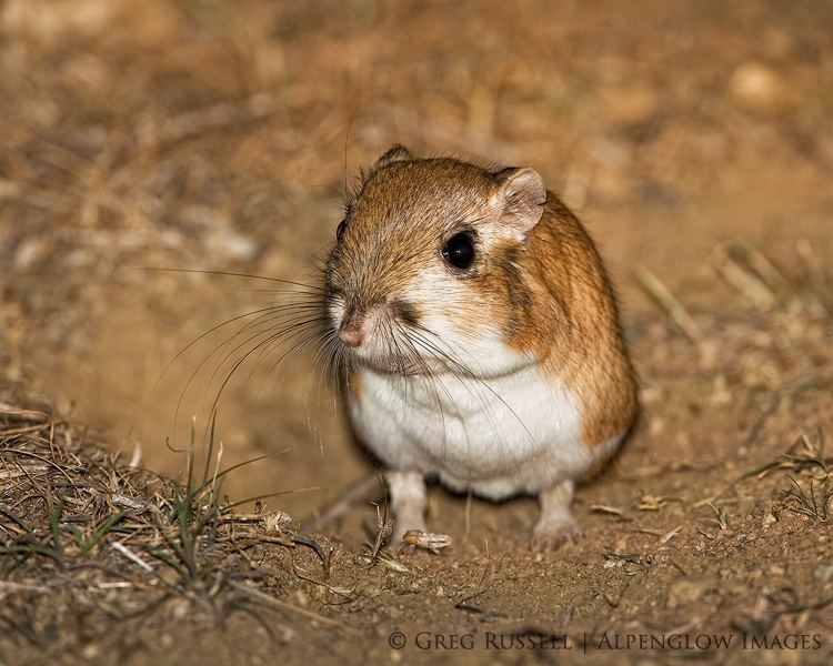 Giant kangaroo rat Giant Kangaroo Rat Diopdomys ingens Alpenglow Images