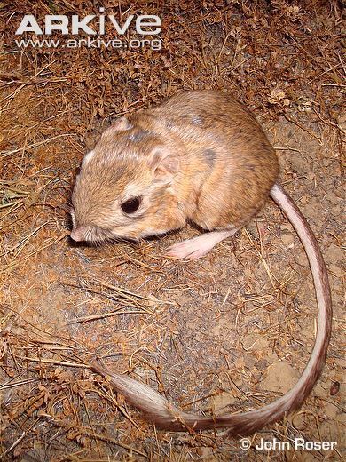 Giant kangaroo rat cdn2arkiveorgmediaF2F27E6ED2B49540A4A79A1