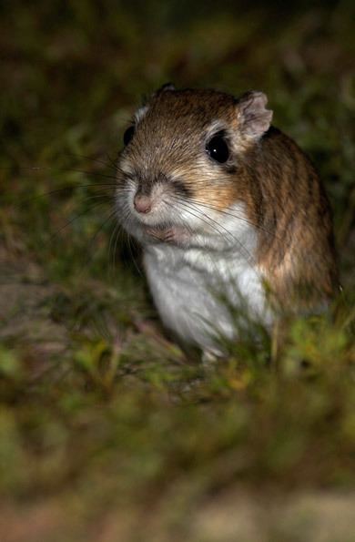 Giant kangaroo rat Giant Kangaroo Rat Los Padres ForestWatch