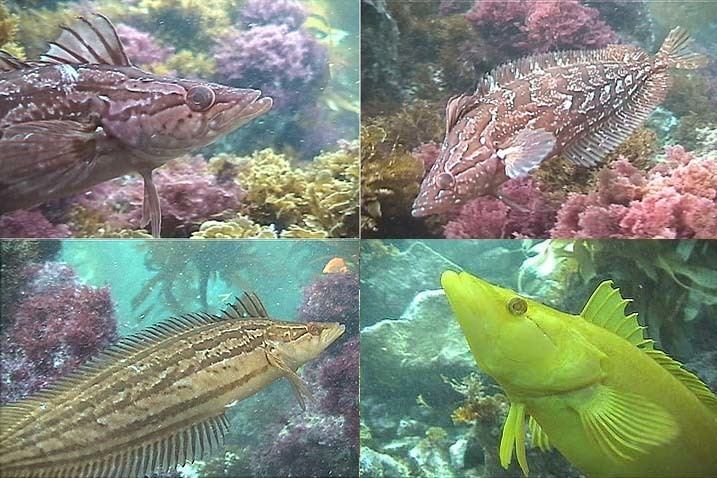 Giant kelpfish Star Thrower Educational Multimedia STEM Dive Dry Column