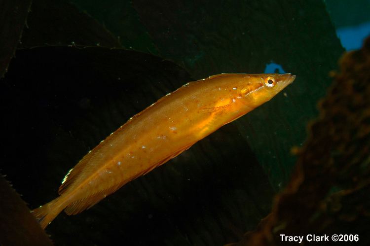 Giant kelpfish Kelpfish