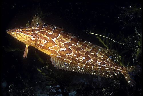 Giant kelpfish Giant kelpfish Anacapa Island Ken Bondy Flickr