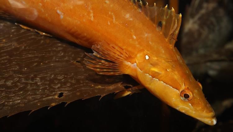 Giant kelpfish Giant kelpfish Kelp Forest Fishes Heterostichus rostratus at the