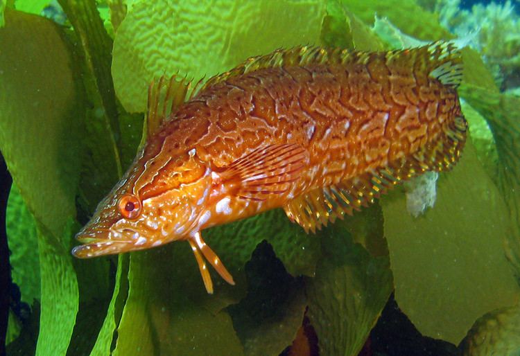 Giant kelpfish pnwscuba Photo Keywords giantkelpfishjn