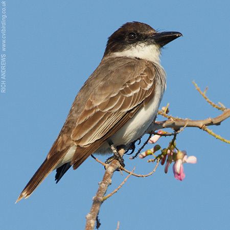 Giant kingbird Surfbirds Online Photo Gallery Search Results