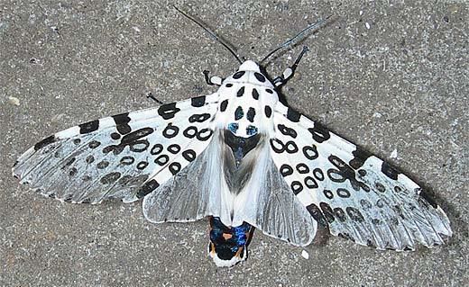 Giant leopard moth Giant Leopard Moth Formal Attire Animal Pictures and Facts