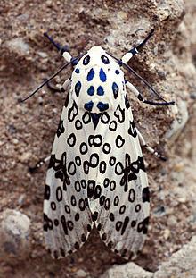 Giant leopard moth httpsuploadwikimediaorgwikipediacommonsthu