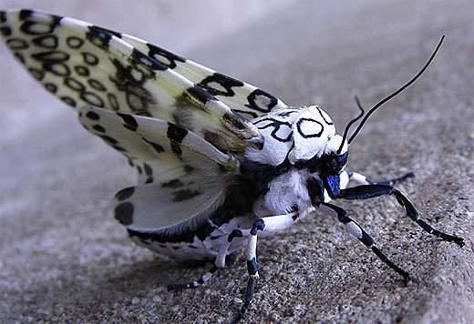 Giant leopard moth Giant Leopard Moth Formal Attire Animal Pictures and Facts